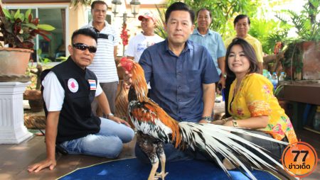 ไก่หงส์ทอง ไก่ชนตามตำราสมเด็จพระนเรศวร