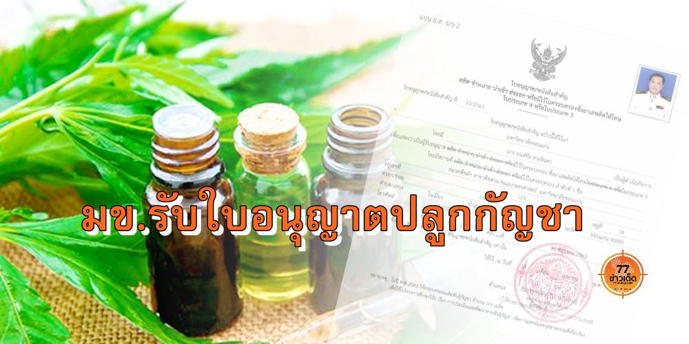 กัญชา