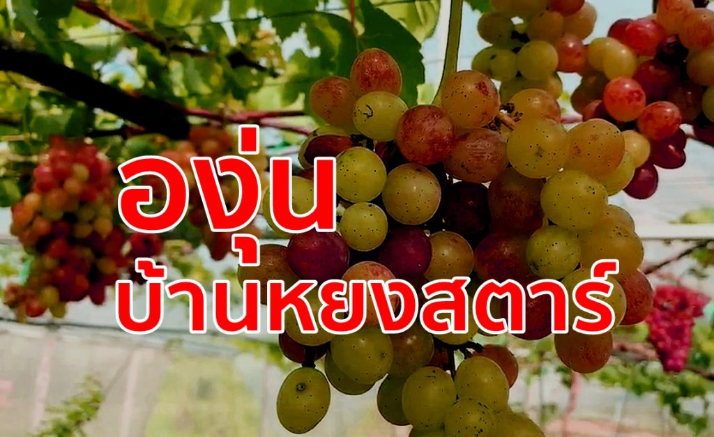สวนองุ่น, บ้านหยงสตาร์, เปิดสวนองุ่น,ต้อนรับวาเลนไทน์, พืชเศรษฐกิจตัวใหม่,