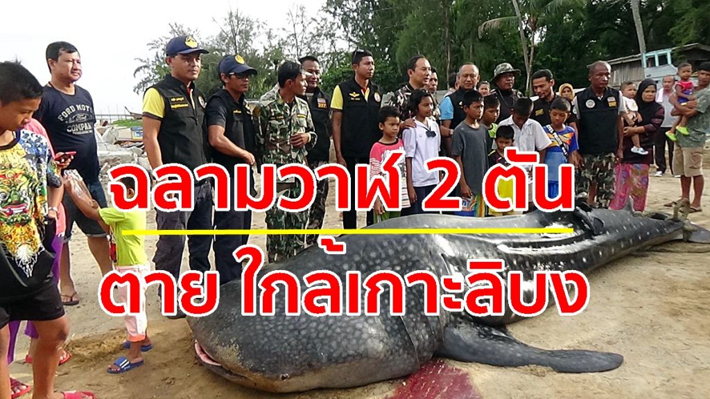 ฉลามวาฬตาย, ประมงพื้นบ้าน,เกาะลิบง, ซากฉลามวาฬ,