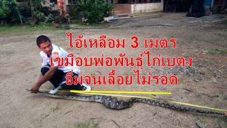 กู้ภัยย่านตาขาว, กู้ภัยจับงู, งูเหลือม, ไก่เบตง,เขมือบ,