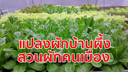 พาชมแปลงเกษตร,ทำเกษตรปลอดสารพิษ,เกษตรแบบใหม่,สวนผักกลางเมือง,แปลงผักบ้านผึ้ง, ปลูกผักสลัด,