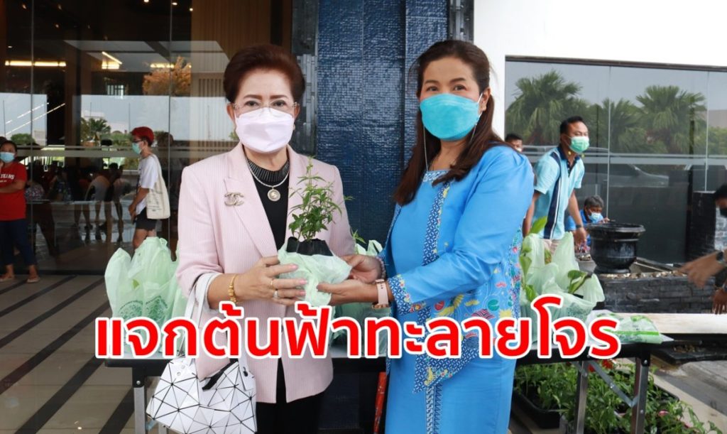 กศน.ตรัง, Quick Win, แจกฟ้าทะลายโจร, สู้ภัยโควิด-19,