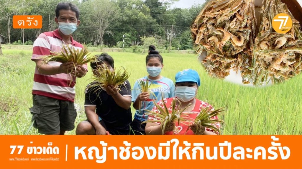 นาหมื่นศรี, หญ้ามารวย,หญ้าช้อง,ฤดูกาลทำนา, หญ้าทอดกรอบ