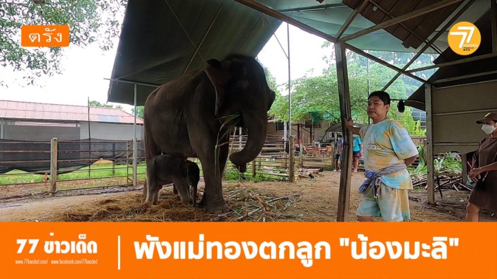 ช้างพัง,แม่ทอง,ช้างตกลูก, หลวงอิงค์,ทำคลอดช้าง,