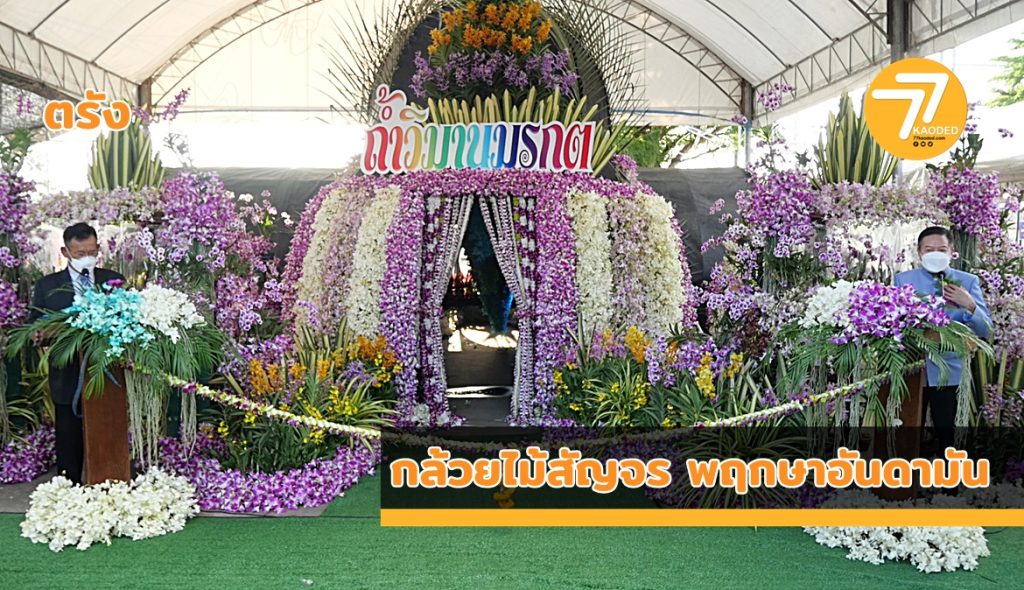สหกรณ์กล้วยไม้ไทย, กล้วยไม้สัญจร, พฤกษาอันดามัน, ช่วยเหลือเกษตรกร,ปลูกกล้วยไม้,การแพร่ระบาดโควิด -19,