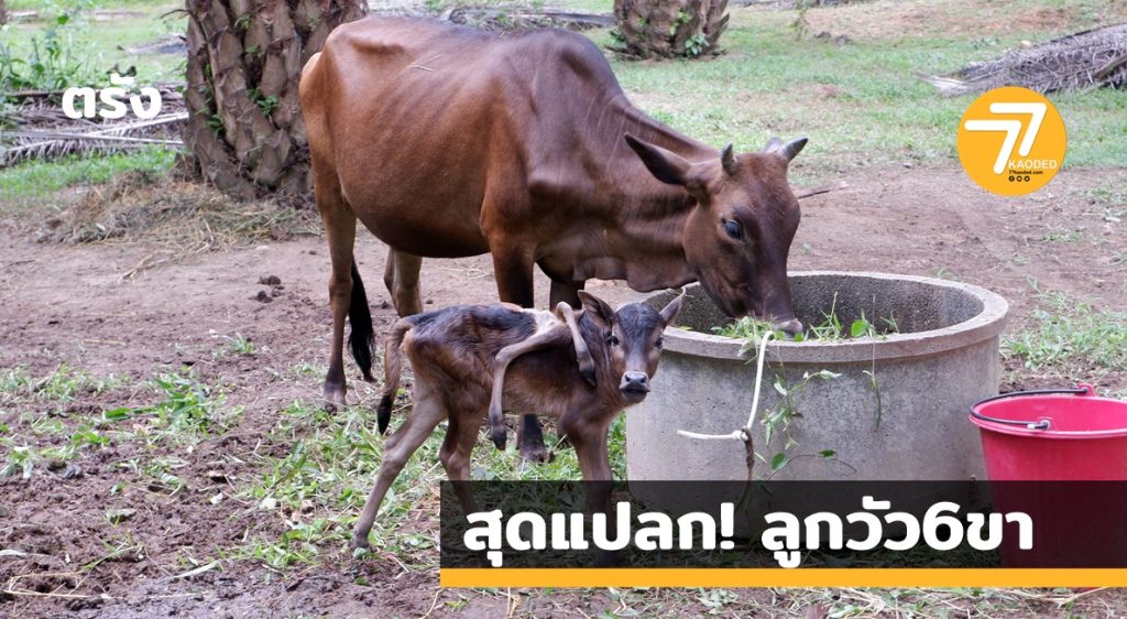 วัว 6 ขา,น้องปีใหม่,สุดแปลก,แปลกแต่จริง,