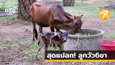 วัว 6 ขา,น้องปีใหม่,สุดแปลก,แปลกแต่จริง,