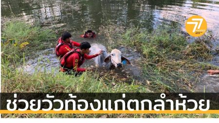 กู้ภัยช่วยวัวท้องแก่ตกลำห้วย