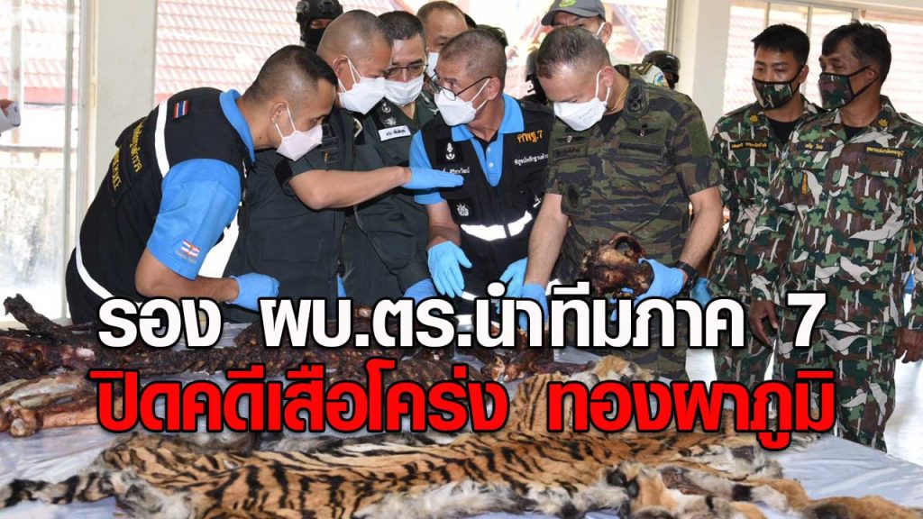 รอง ผบ ตร.นำทีมภาค 7 ปิดคดีเสือโคร่งทองผาภูมิ