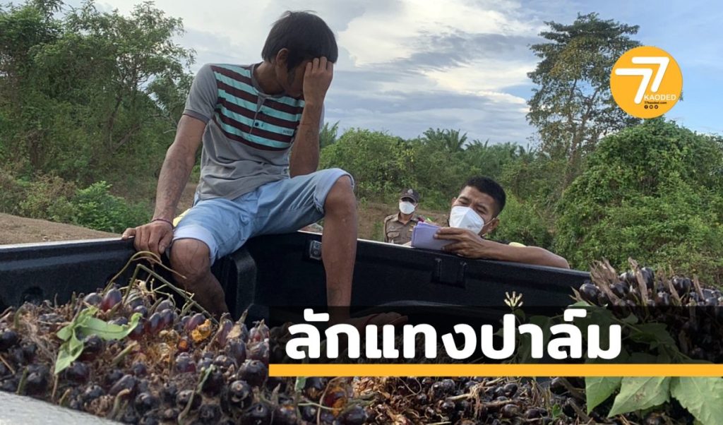 ลักแทงปาล์ม,ลักปาล์ม,จับโจร,