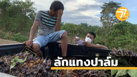 ลักแทงปาล์ม,ลักปาล์ม,จับโจร,