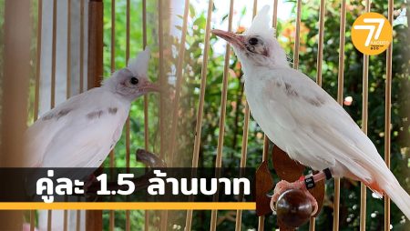 นกเผือก,นกกรงหัวจุก,นกกรง1.5ล้าน,