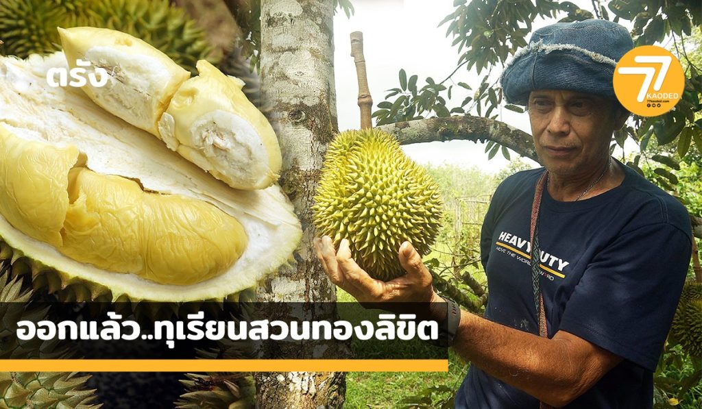 ทิงลิขิต,ทุ้รียนตรัง,สาริกา,นกหยิบ,ก้านยาว,หมอนทอง,