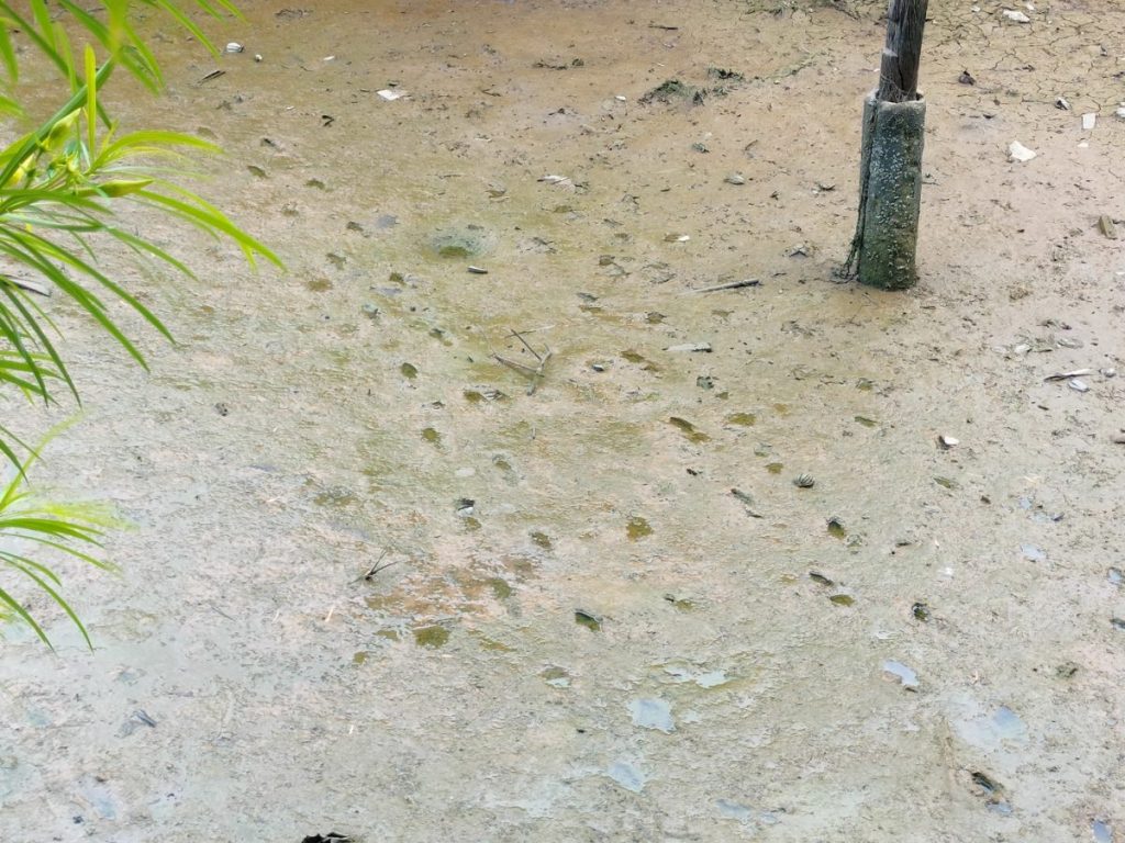 รอยเท้าจระเข้