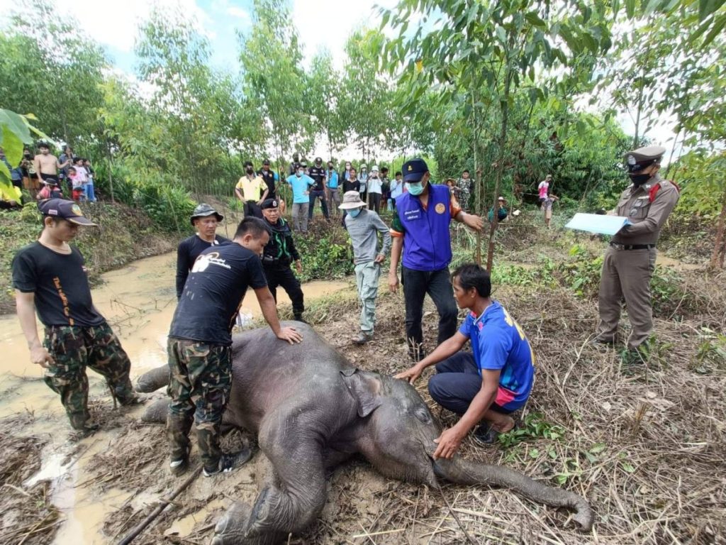 ช้างน้อยตกน้ำ