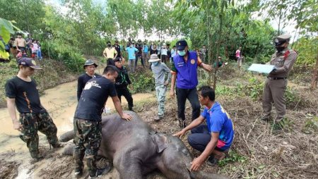 ช้างน้อยตกน้ำ