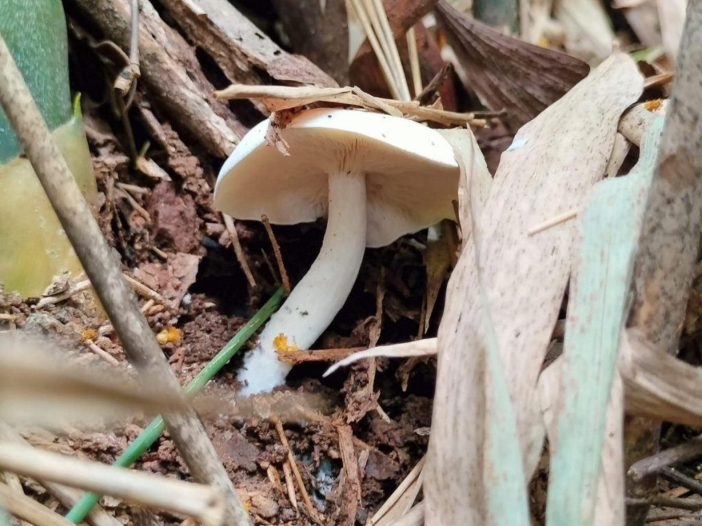 สียังสดใส เมื่อยังไม่ถูกเด็ด
