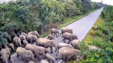 ทางเดินช้าง