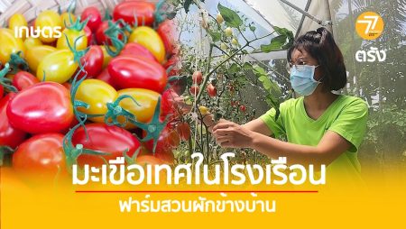 เกษตรทำเงิน,มะเขือเทศ,ปลูกมะเขือเทศในโรงเรือน,อาชีพเสริม.เกษตรกรรุ่นใหม่,