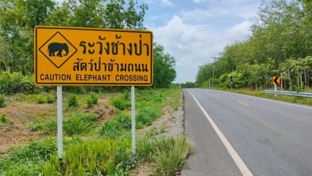 เดินกลับป่าไปเกือบหมดแล้ว