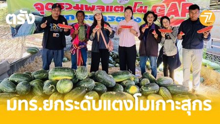 แตงโมเกาะสุกร,แตงเกาะหมู,มทร.ตรัง,