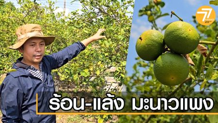 มะนาวแพง