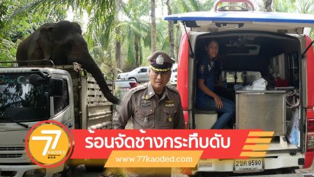 ตกมัน,ช้างตกมัน,ช้างกระทืบ,ห้วยยอด,ในเตา,พลายบุญส่ง,