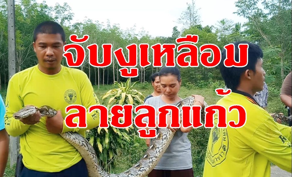 งูเหลือม, กู้ภัยจับงู,งูเหลือมลายลูกแก้ว,พญางู,