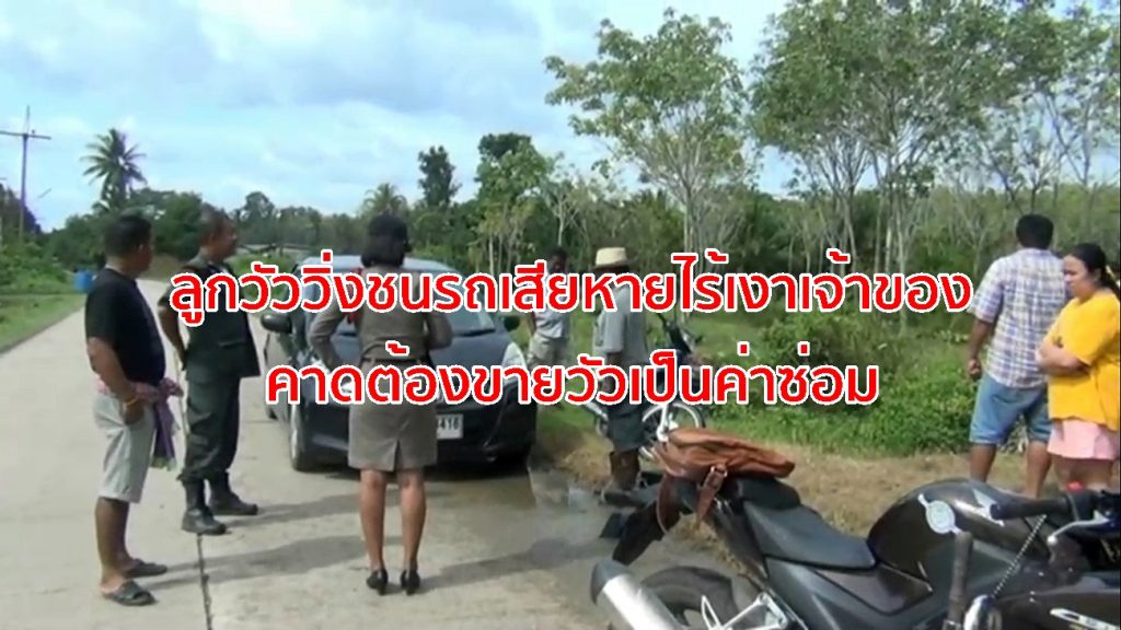 ลูกวัววิ่งชนรถ,วัววิ่งชนรถยนต์,อุบัติเหตุชนวัว,ตรังวัววิ่งชนรถ,ขายวัวเข้าโรงเชือด,