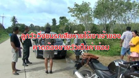 ลูกวัววิ่งชนรถ,วัววิ่งชนรถยนต์,อุบัติเหตุชนวัว,ตรังวัววิ่งชนรถ,ขายวัวเข้าโรงเชือด,