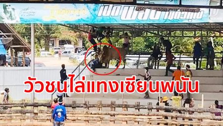 วิ่งหนีตาย, อลหม่าน, วัวชนหลุด,วัวชนแทงคน,บ่อนวัวรัษฎา,