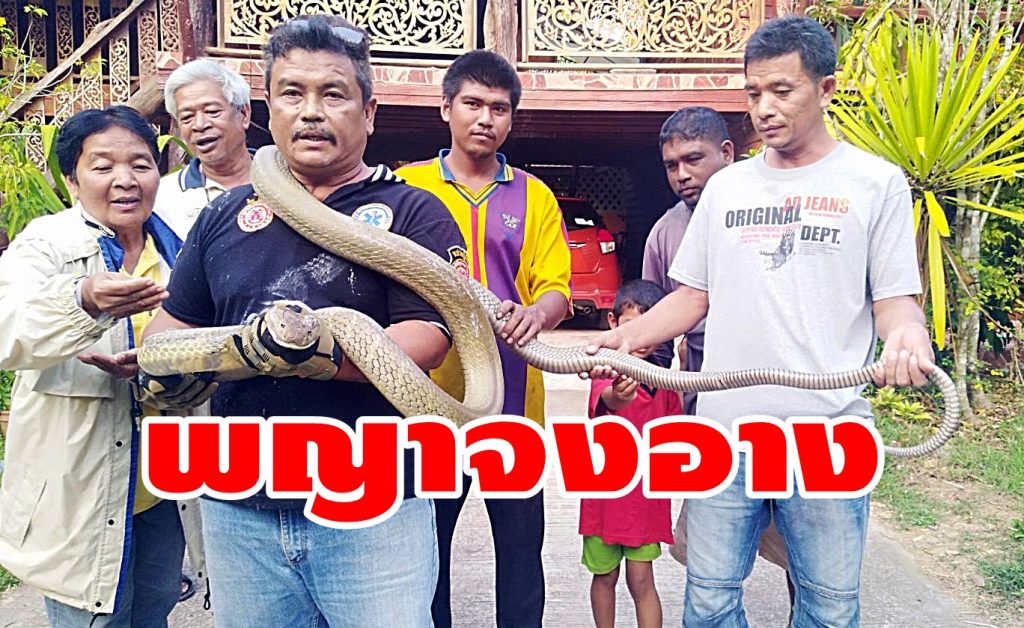 พญาจงอาง,งูจงอาง,กู้ภัยจับงู,กู้ภัยวังวิเศษ,งูเข้าบ้าน,
