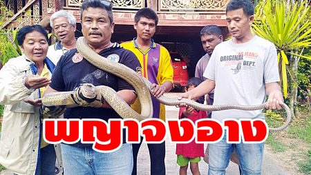 พญาจงอาง,งูจงอาง,กู้ภัยจับงู,กู้ภัยวังวิเศษ,งูเข้าบ้าน,