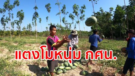 กศน.หาดสำราญ,ปลูกแตงโม, แตงโมหาดสำราญ,เรียนกศน.,