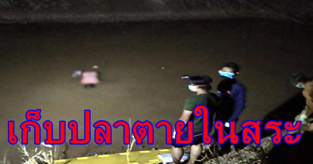 เก็บปลาตายในสระ