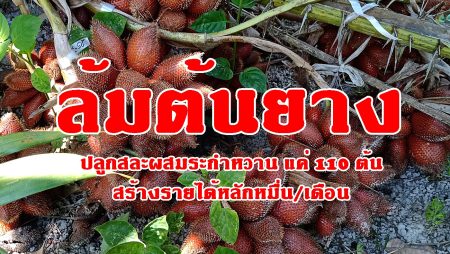 เกษตรกร,ปลูกสละ,ระกำหวาน,ไร่นาสวนผสม,การผสมเกสรสละ,