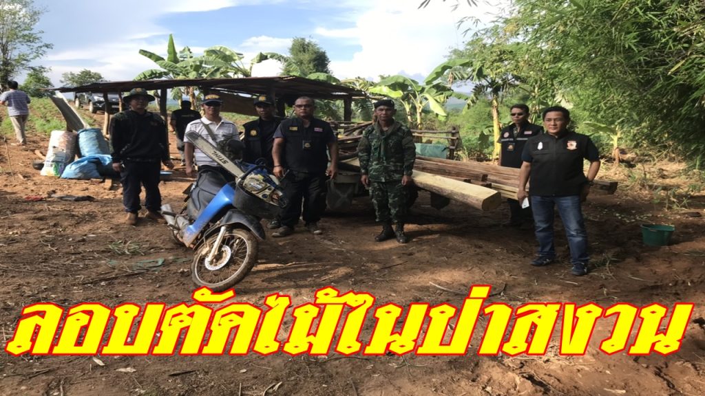 ลักลอบตัดไม้