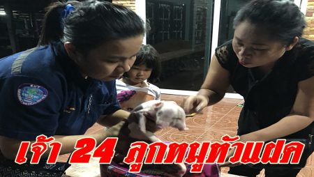 หมูสองหัว