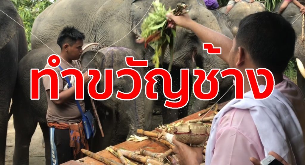 ทำขวัญช้าง,บุฟเฟ่ต์ช้าง,ทำบุญเลี้ยงช้าง,พิธีกรรมช้าง,