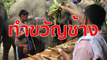 ทำขวัญช้าง,บุฟเฟ่ต์ช้าง,ทำบุญเลี้ยงช้าง,พิธีกรรมช้าง,