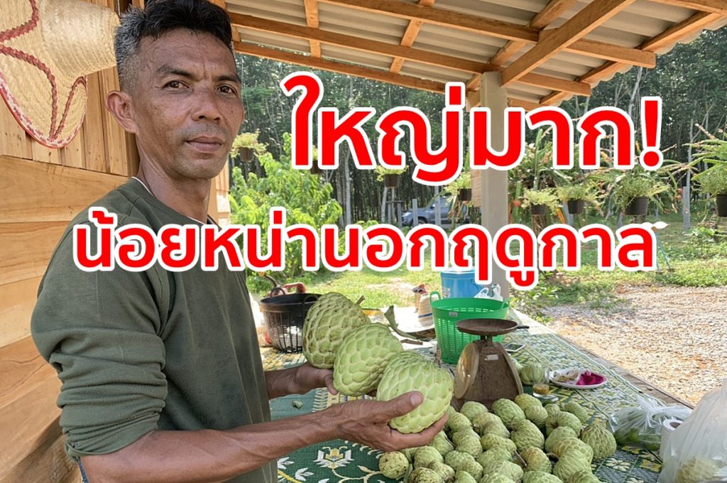 เกษตรกร,ปลูกอะไรดี,น้อยหน่านอกฤดู,เกษตรนาโยง,เกษตรผสมผสาน,