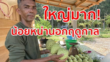 เกษตรกร,ปลูกอะไรดี,น้อยหน่านอกฤดู,เกษตรนาโยง,เกษตรผสมผสาน,
