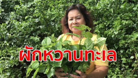 ผักหวานทะเล, ผักเปีย,ผักใบเขียว,ผักหวาน,