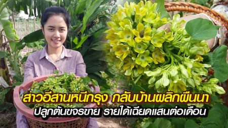ต้นขจร-ดอกขจร-กิงพันธุ์-มหาสารคาม