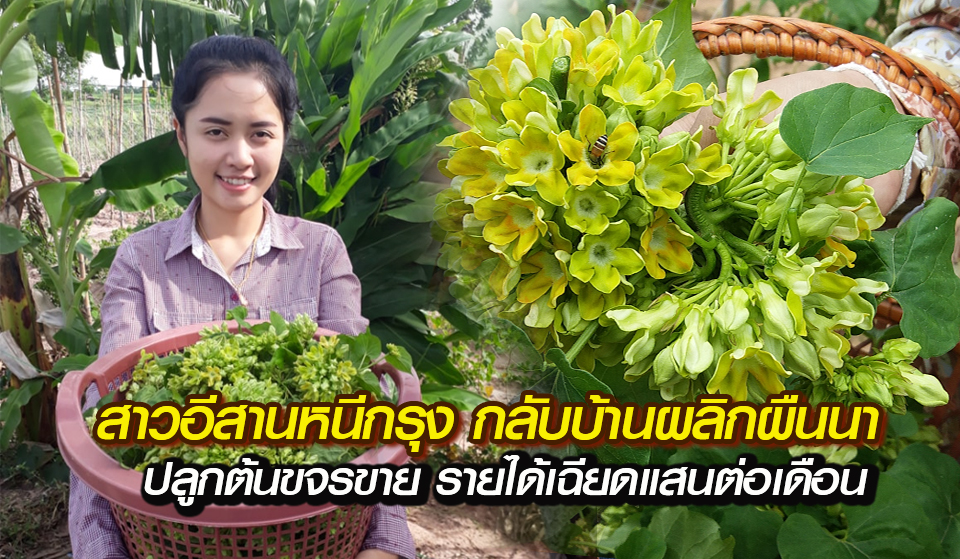 ต้นขจร-ดอกขจร-กิงพันธุ์-มหาสารคาม