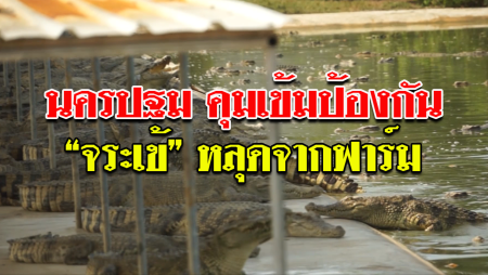นครปฐมวางมาตรการ คุมเข้มป้องกันจระเข้หลุดจากฟาร์ม