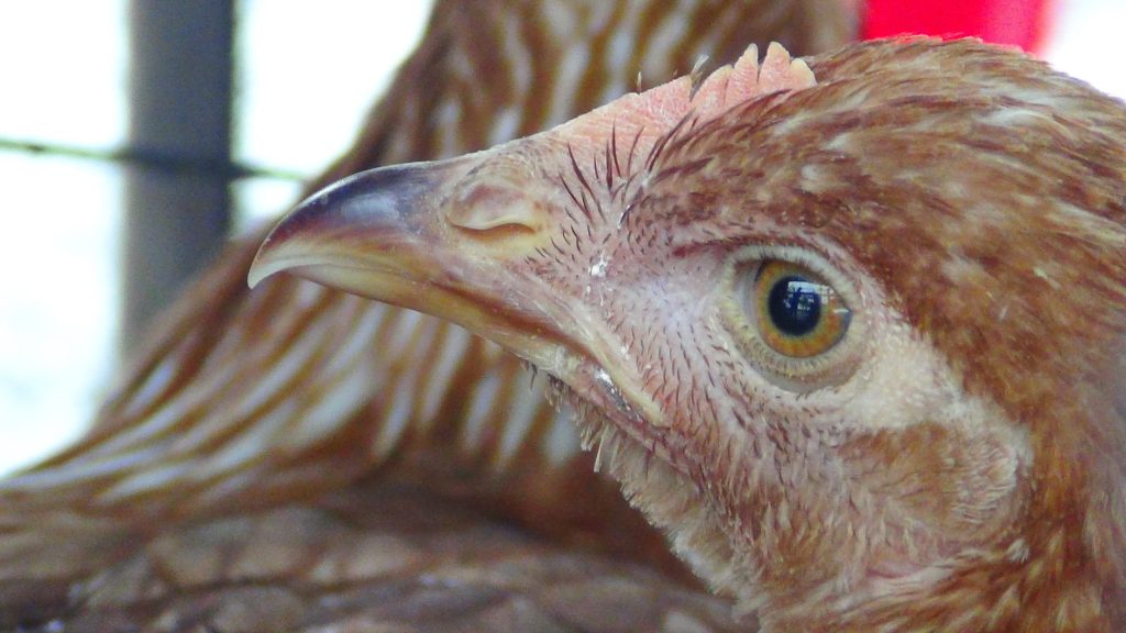 แม่ไก่พันธุ์ไข่